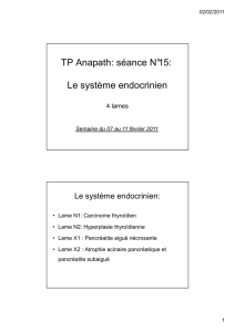 TP Anapath: séance N°15: Le système endocrinien