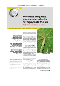 Paracoccus marginatus, une nouvelle cochenille sur papayer