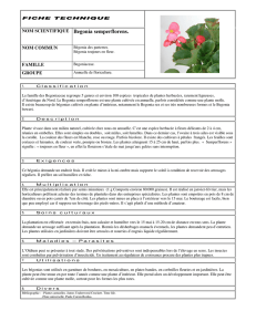 NOM SCIENTIFIQUE Begonia semperflorens.