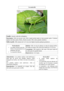La sauterelle Famille : insecte, ordre des orthoptères Description
