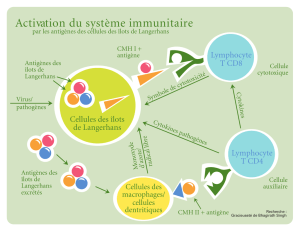 Activation du système immunitaire