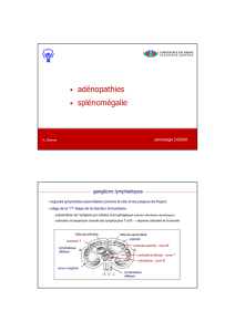 adénopathies-splénomégalies-cours semio DCEM1-2009