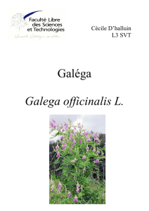 Galéga Galega officinalis L.