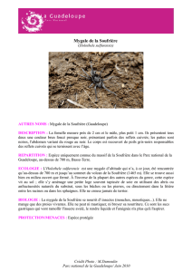 Mygale de la Soufrière - Parc national de la Guadeloupe