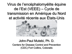 Virus de l`encéphalomyélite équine de l`Est (VEEE) – Cycle de