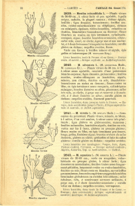 Mentha rotundifolia L.