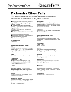 Dichondra Silver Falls - French