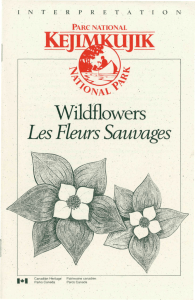 jajIMKlIJffi Wildflowers Les Fleur s Sauvages