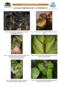 Fiche Phytosanitaire - Les bactérioses de l`Anthurium