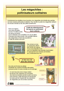 Les mégachiles : pollinisateurs solitaires