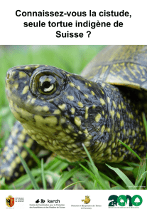 Présentation de la tortue Cistude, seule tortue indigène de Suisse