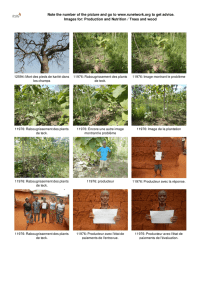 Production and Nutrition / Trees and wood