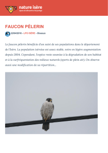 Faucon pèlerin