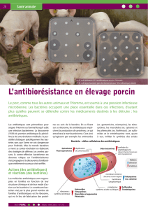 L`antibiorésistance en élevage porcin