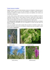Plantes invasives et nuisibles - Municipalité de Morin
