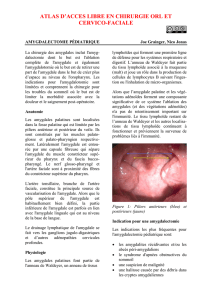 Paediatric tonsillectomy - Vula