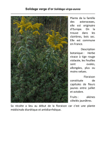 Solidage verge d`or Solidago virga-aurea Plante de la famille des