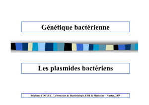 Génétique bactérienne – Les plasmides bactériens