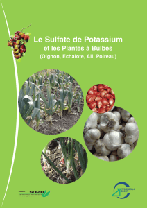 Le Sulfate de Potassium et les Plantes à Bulbes