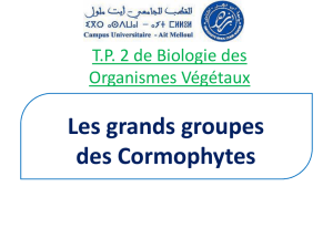 TP2: BV (Les grands groupes des Cormophytes)