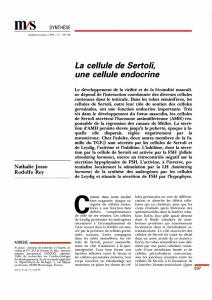 La cellule de Sertoli, une cellule endocrine - iPubli