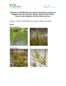Annexe: photos et identification des plantes aquatiques
