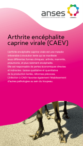 Arthrite encéphalite caprine virale (CAEV)
