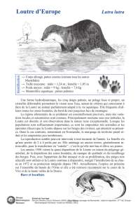 Fiche_Loutre_d__Euro.. - Groupe Mammalogique Normand