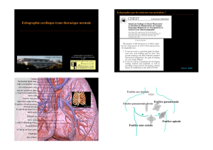 Echographie cardiaque trans thoracique normale