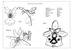 Organisation des fleurs d`Orchidées. Orchis - Flore du Nord-est