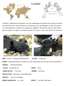 L`axolotl - Canalblog