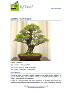 ulmus parvifolia - Société de bonsaï et de penjing de Montréal