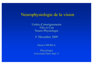 Neurophysiologie de la vision