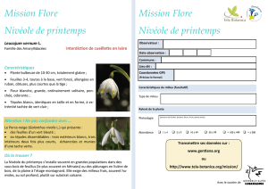 Mission Flore Nivéole de printemps Mission Flore