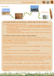 Le pain et les céréales - DRAAF Auvergne-Rhône