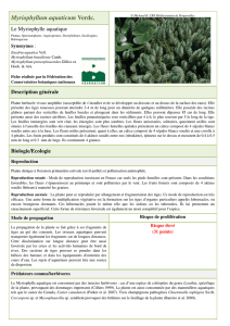 Myriophyllum aquaticum Verdc. - Centre de Ressources Loire Nature