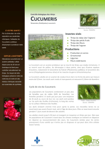 cucumeris - Anatis Bioprotection
