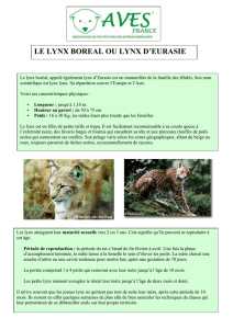 le lynx boreal ou lynx d`eurasie