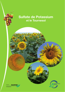 Sulfate de Potassium