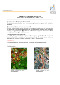 ROUILLE DES MYRTACEES (Puccinia psidii)