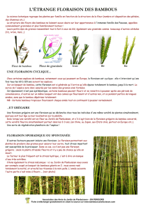 La floraison des bambous version française – PDF