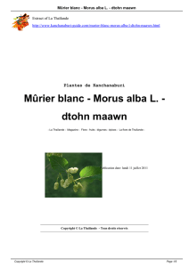 Mûrier blanc - Morus alba L. - dtohn maawn