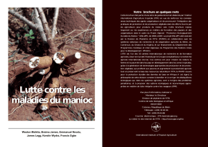 Lutte contre les maladies du manioc