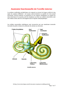 Anatomie fonctionnelle de l`oreille interne