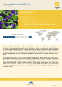 Fiche produit Absolue Violette feuilles Egypte
