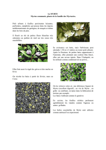 La MYRTE Myrtus communis, plante de la famille des Myrtacées