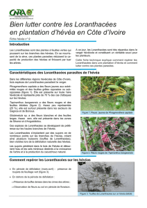 Bien lutter contre les Loranthacées en plantation d`hévéa en
