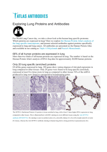 Exploring Lung Proteins and Antibodies