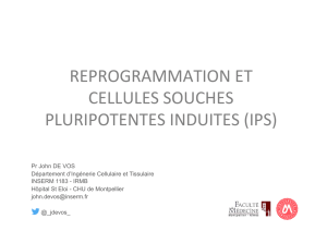 Reprogrammation et cellules souches pluripotentes induites (IPS)