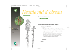Néottie nid d`oiseau - Parc naturel régional du Haut-Jura